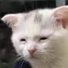 몽구